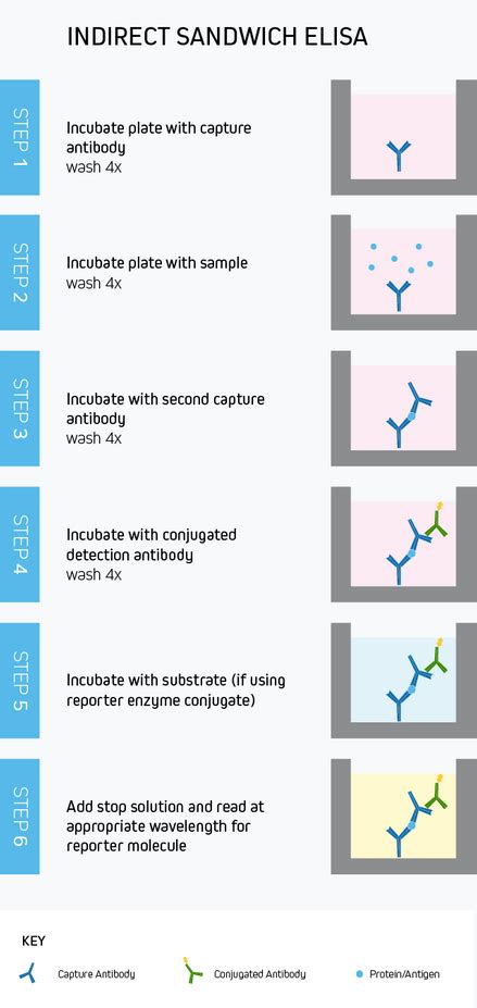 elisa technical guide and protocols